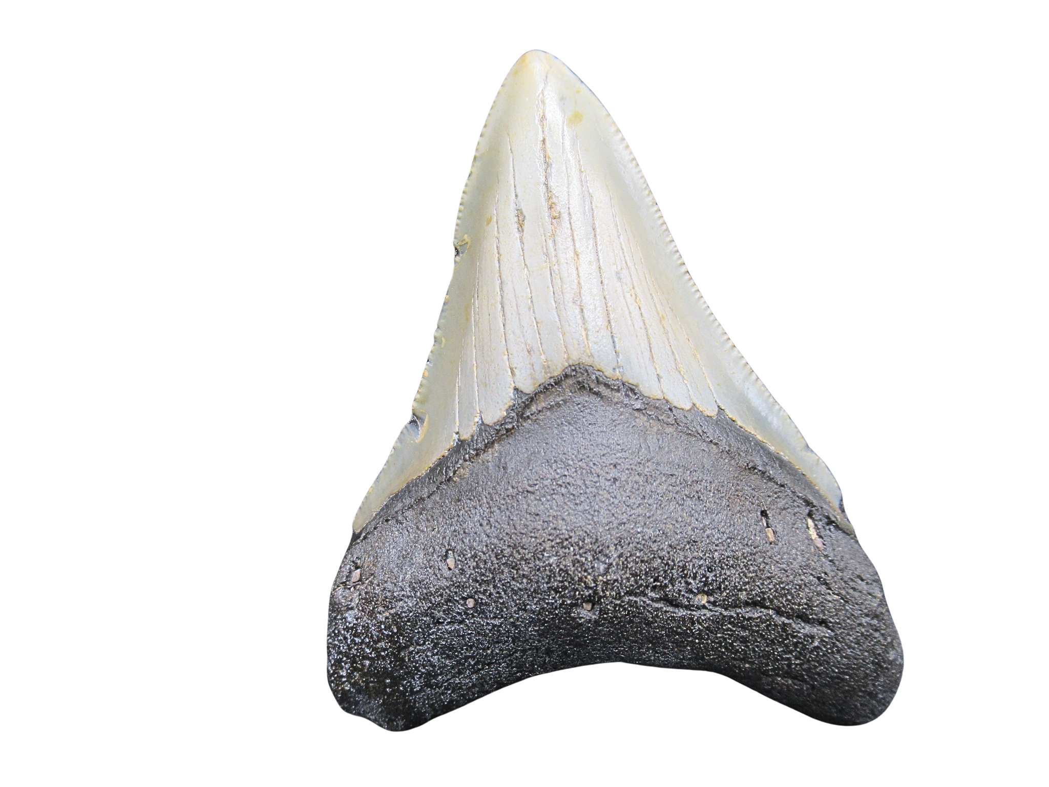 South Carolina Miocene Age Megalodon Shark Tooth 85 | Fossils for Sale