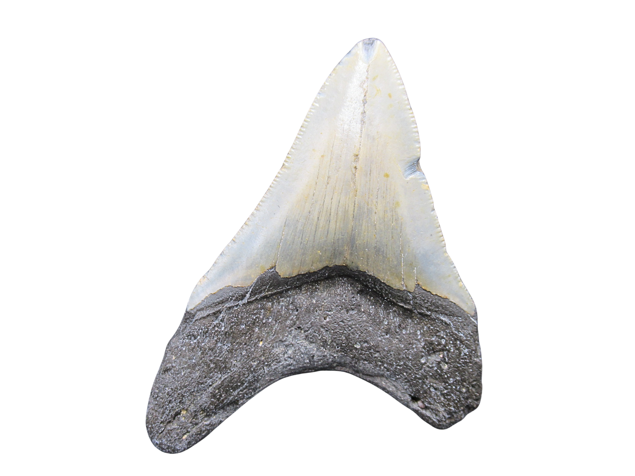 South Carolina Miocene Age Megalodon Shark Tooth 85a | Fossils for Sale