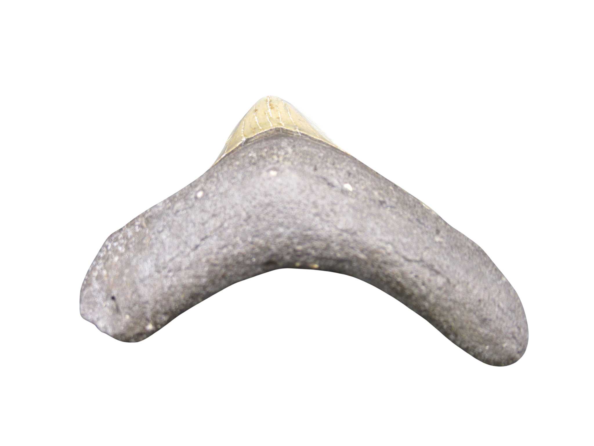 South Carolina Miocene Age Megalodon Shark Tooth 85b | Fossils for Sale