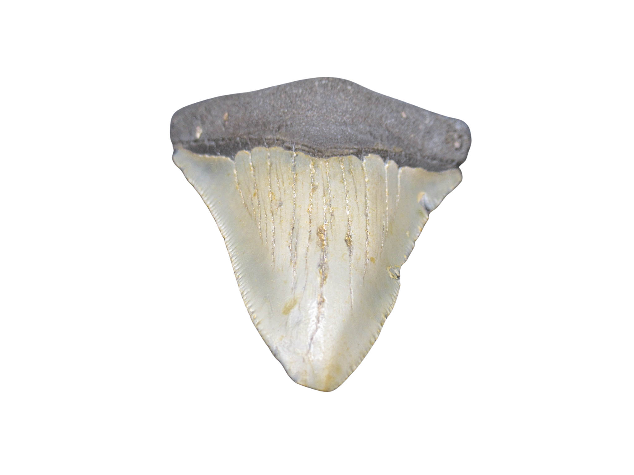 South Carolina Miocene Age Megalodon Shark Tooth 85c | Fossils for Sale