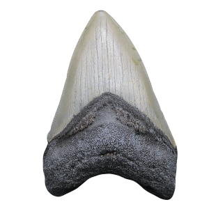 Megalodon Shark Tooth - S. Carolina 3.49" #86