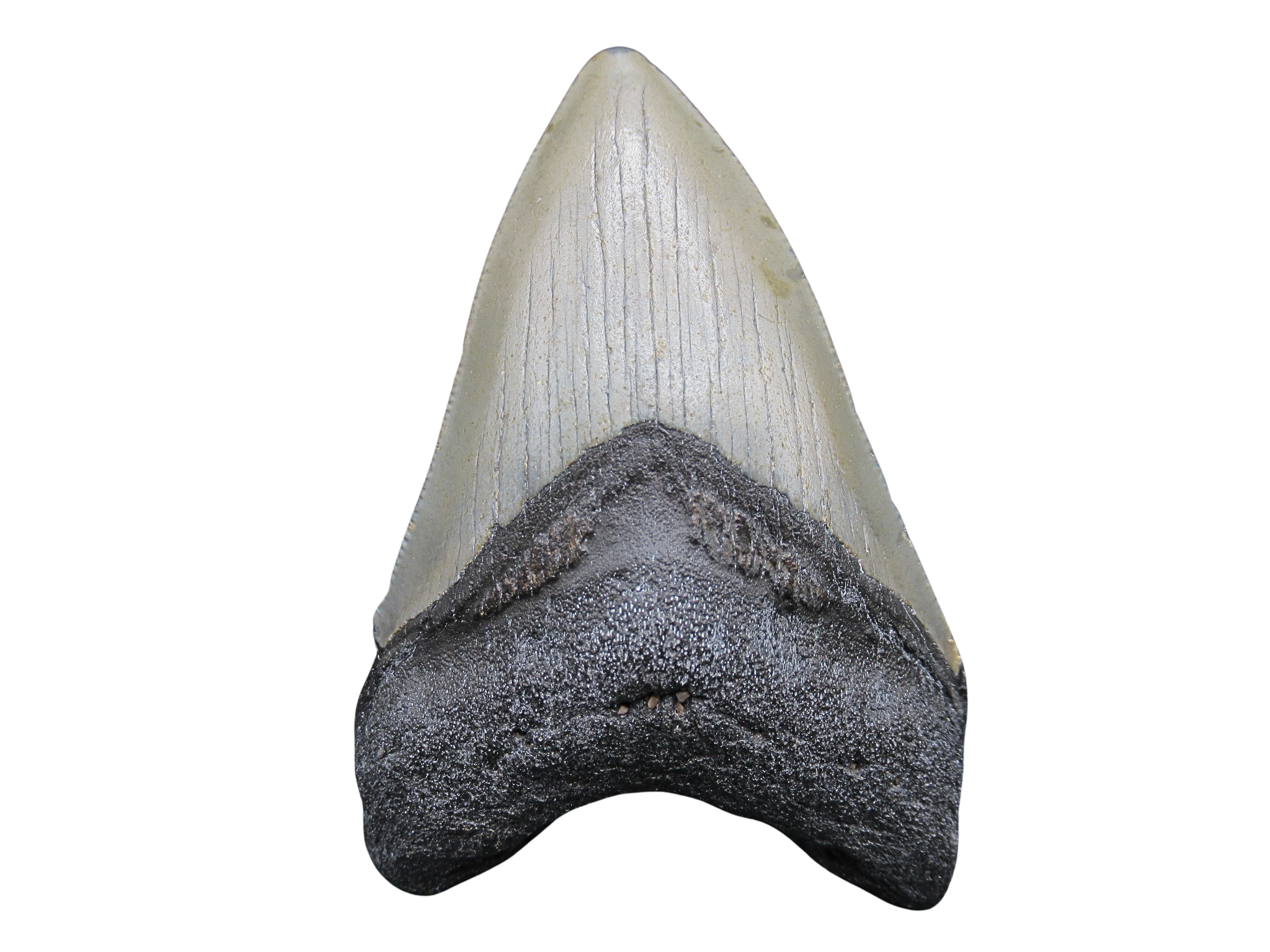 South Carolina Miocene Age Megalodon Shark Tooth 86 | Fossils for Sale
