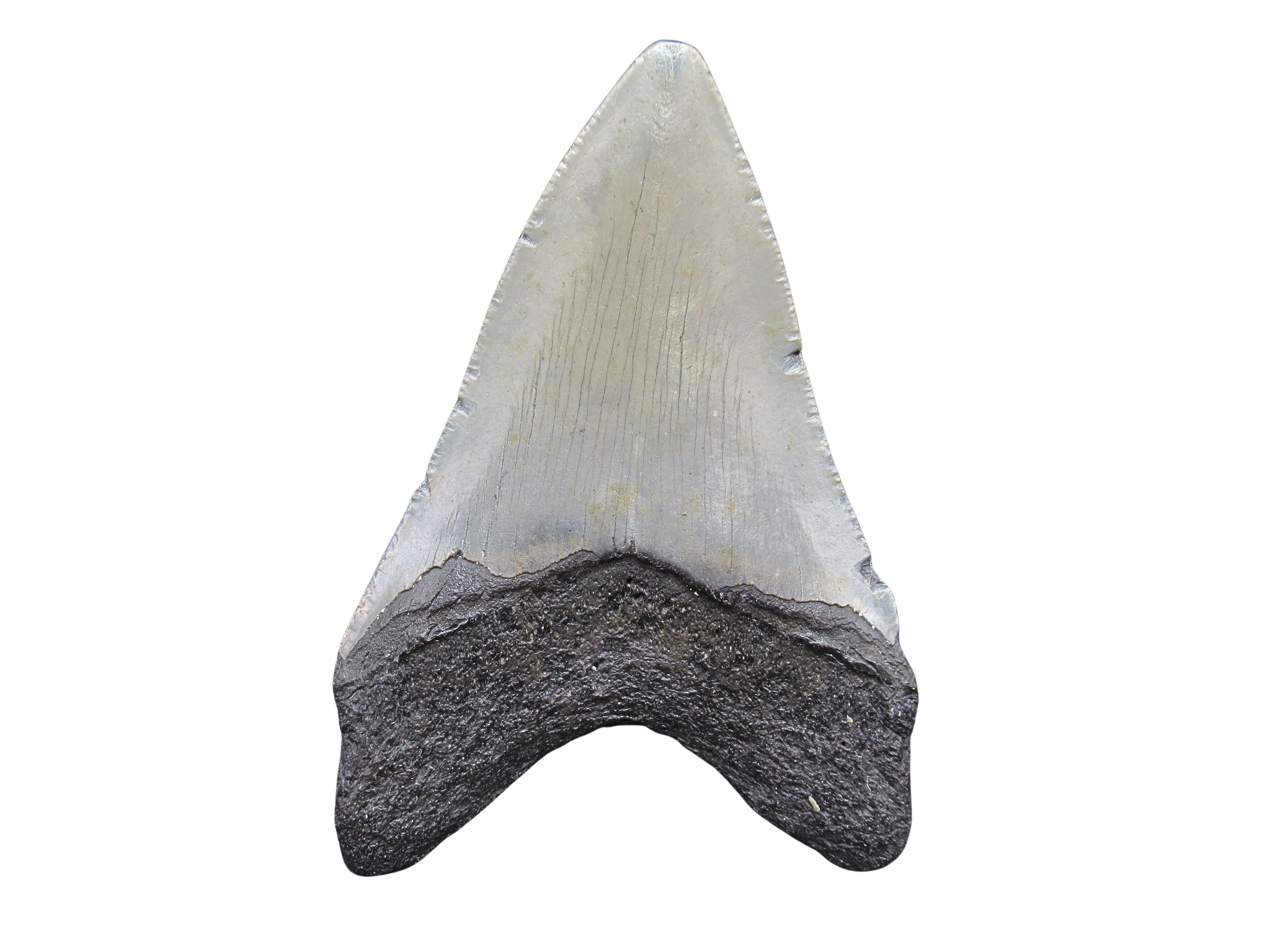South Carolina Miocene Age Megalodon Shark Tooth 86a | Fossils for Sale