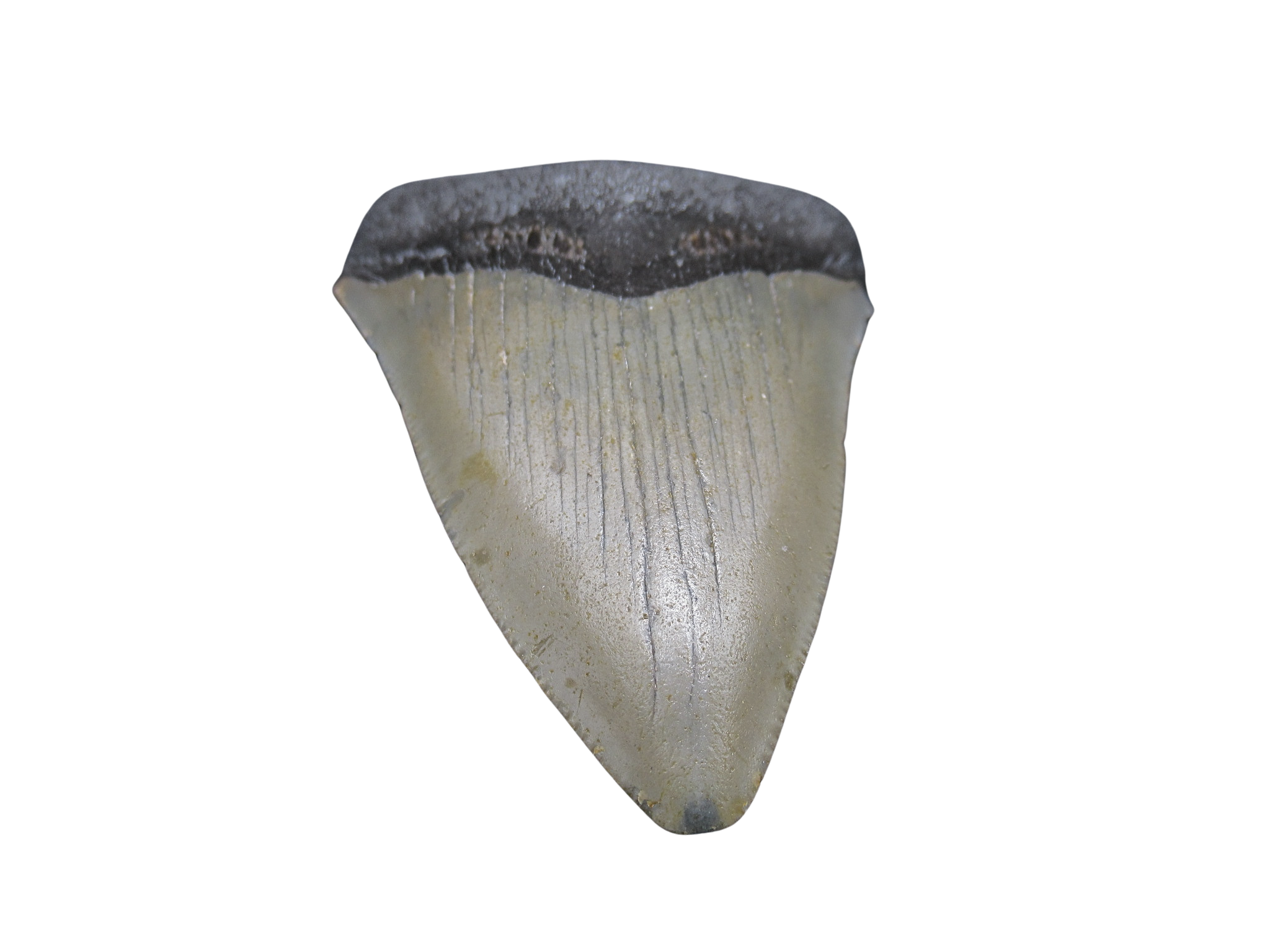 South Carolina Miocene Age Megalodon Shark Tooth 86b | Fossils for Sale
