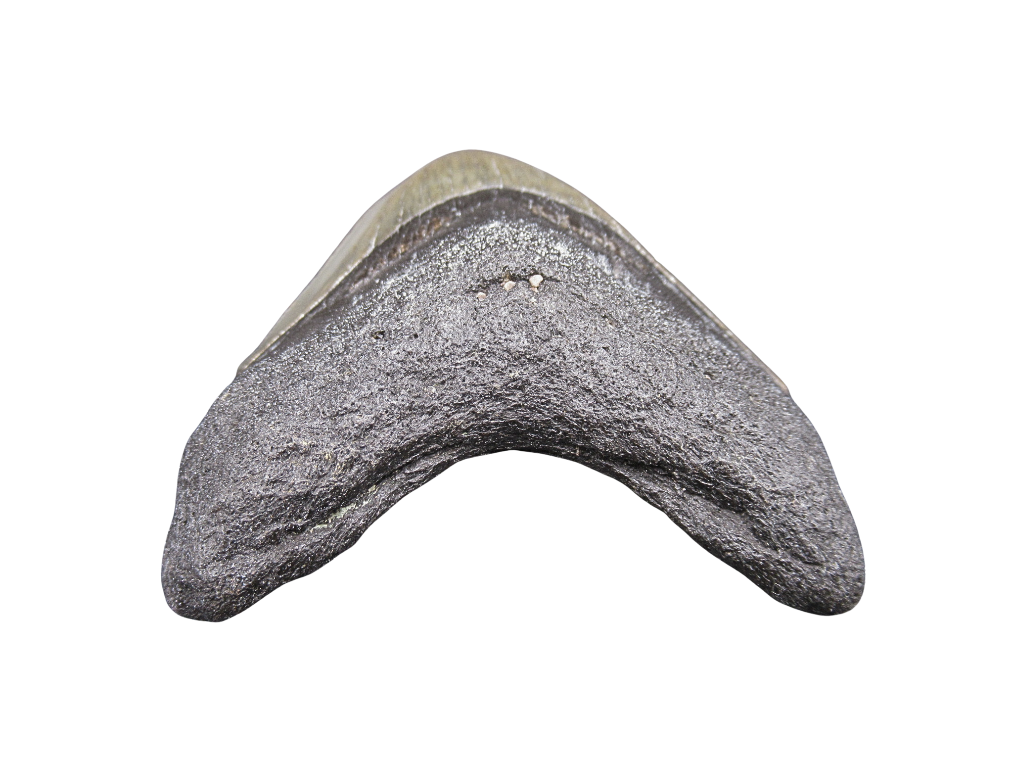 South Carolina Miocene Age Megalodon Shark Tooth 86c | Fossils for Sale