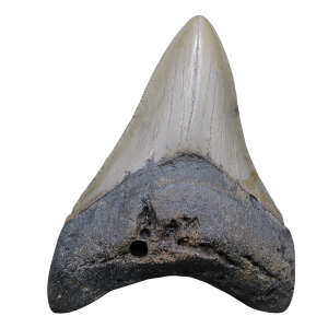 Megalodon Shark Tooth - S. Carolina 3.31" #87