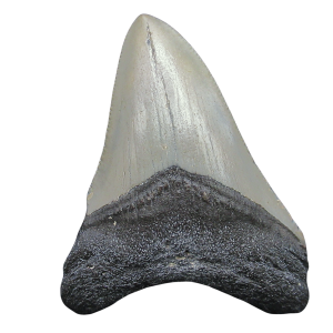 Megalodon Shark Tooth - S. Carolina 3.34" #88