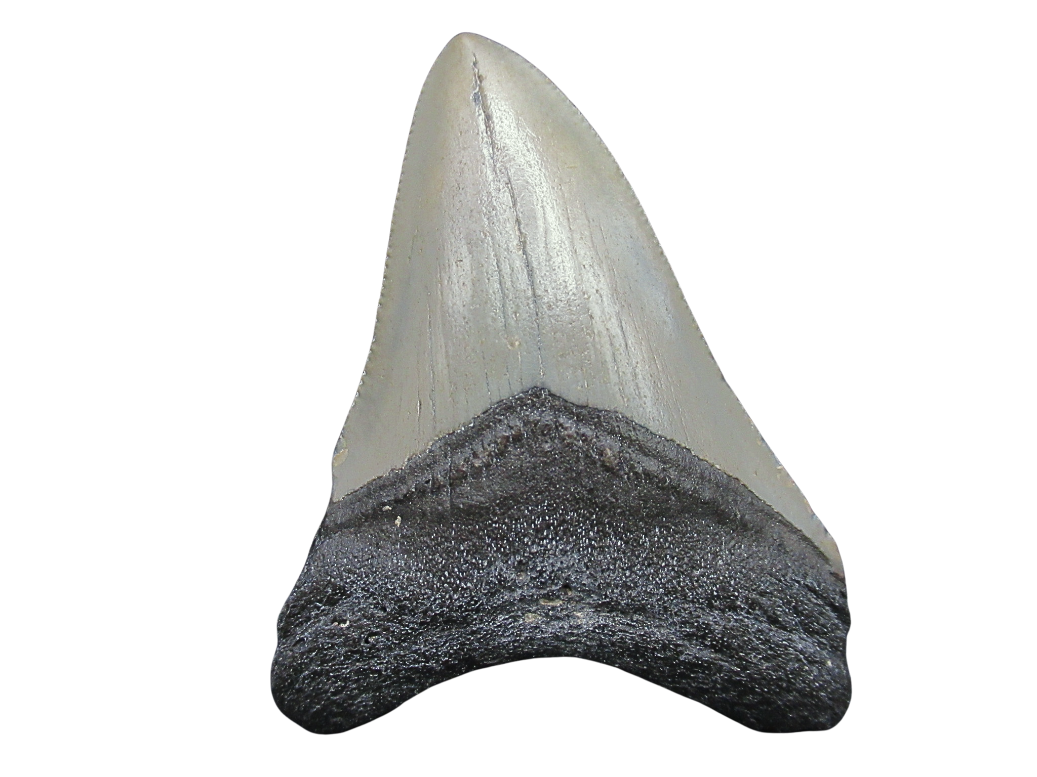 South Carolina Miocene Age Megalodon Shark Tooth 88 | Fossils for Sale