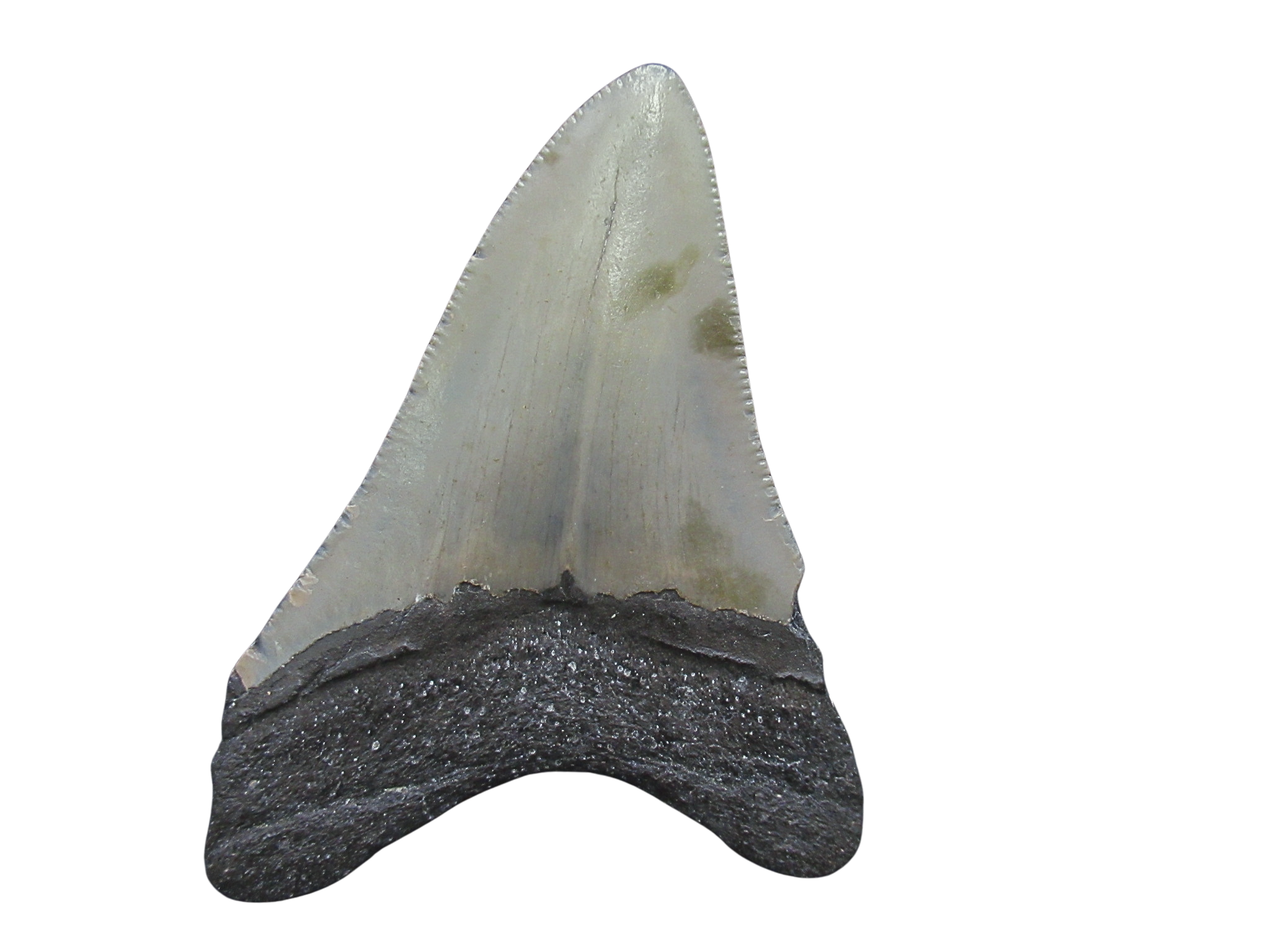 South Carolina Miocene Age Megalodon Shark Tooth 88a | Fossils for Sale