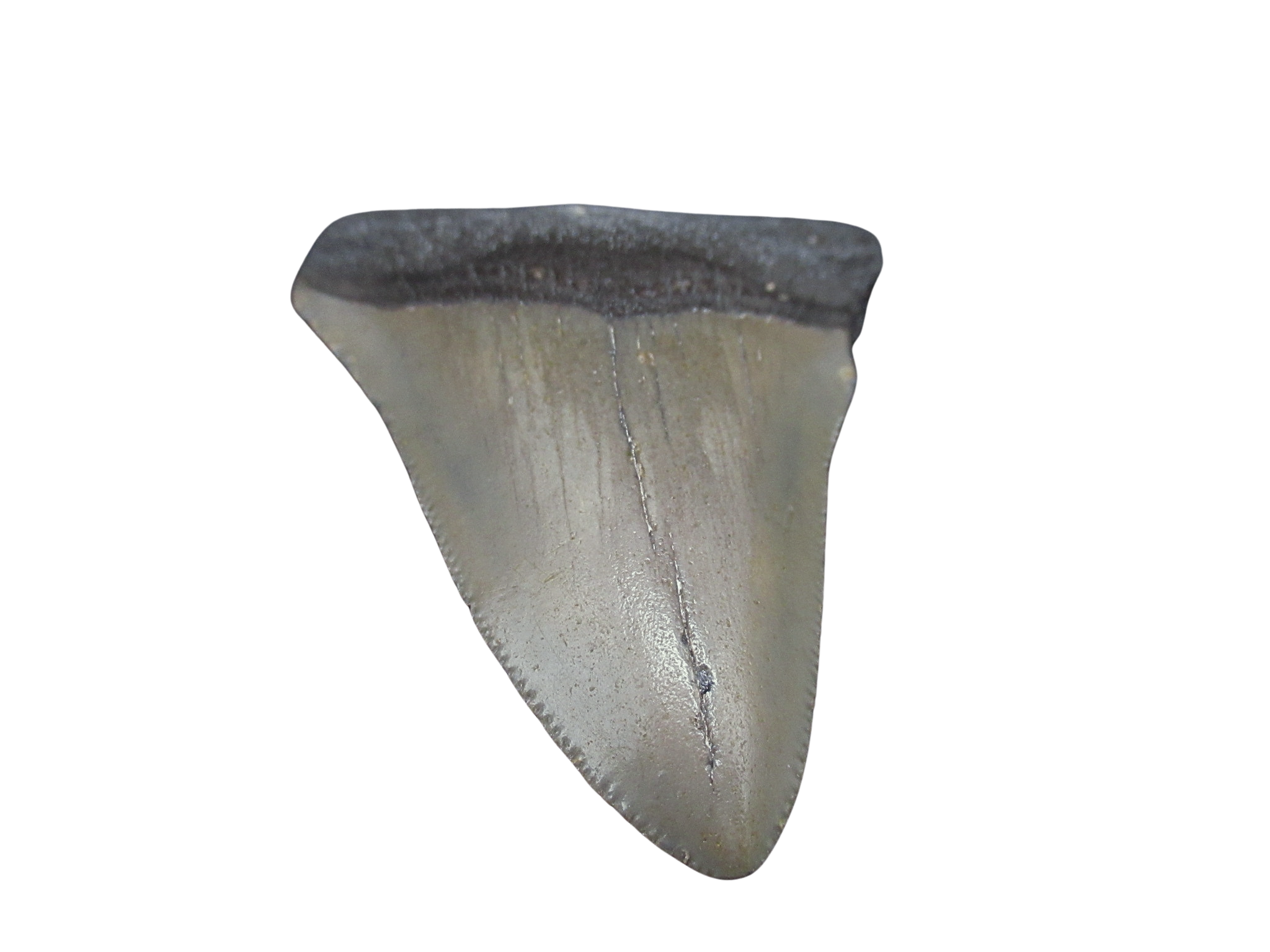 South Carolina Miocene Age Megalodon Shark Tooth 88b | Fossils for Sale