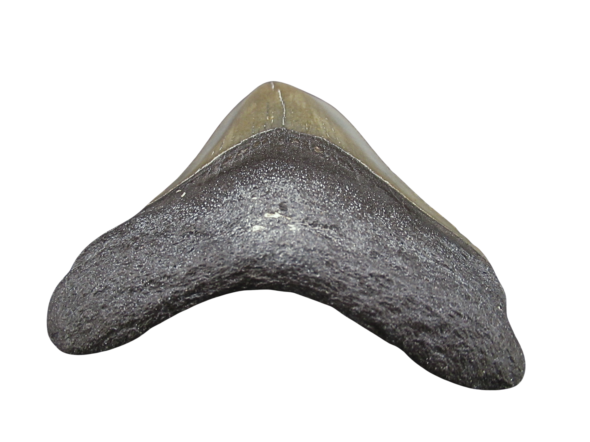 South Carolina Miocene Age Megalodon Shark Tooth 88c | Fossils for Sale