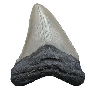 Megalodon Shark Tooth - S. Carolina 3.31" #89
