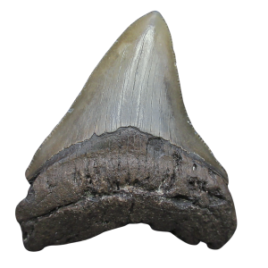 Megalodon Shark Tooth - S. Carolina 3.33" #90