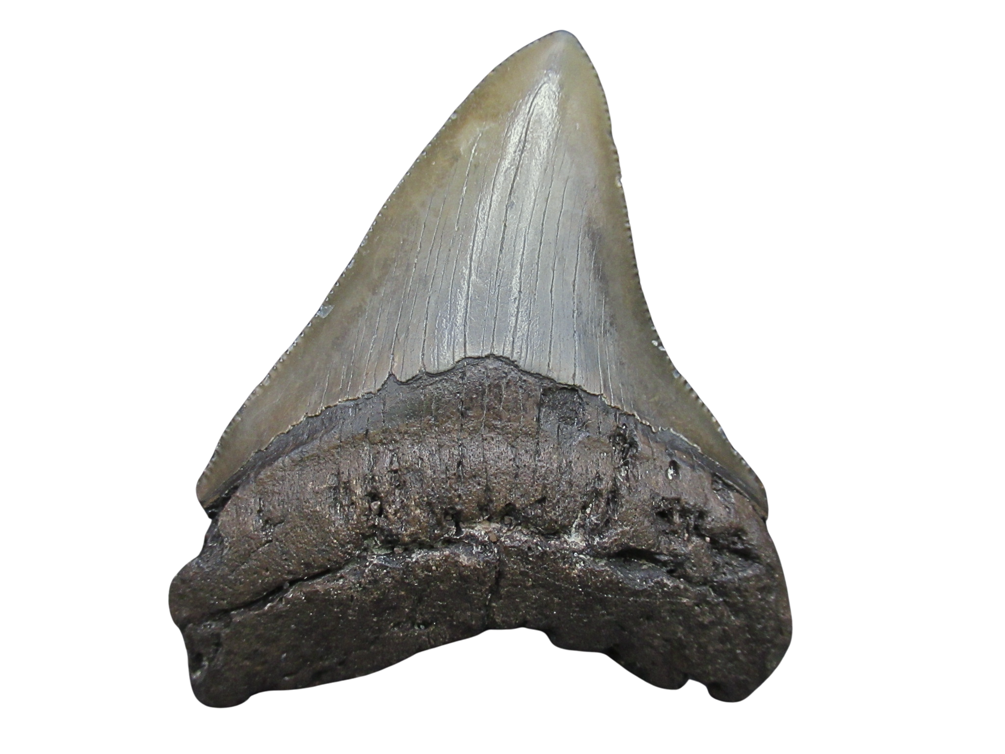 South Carolina Miocene Age Megalodon Shark Tooth 90 | Fossils for Sale