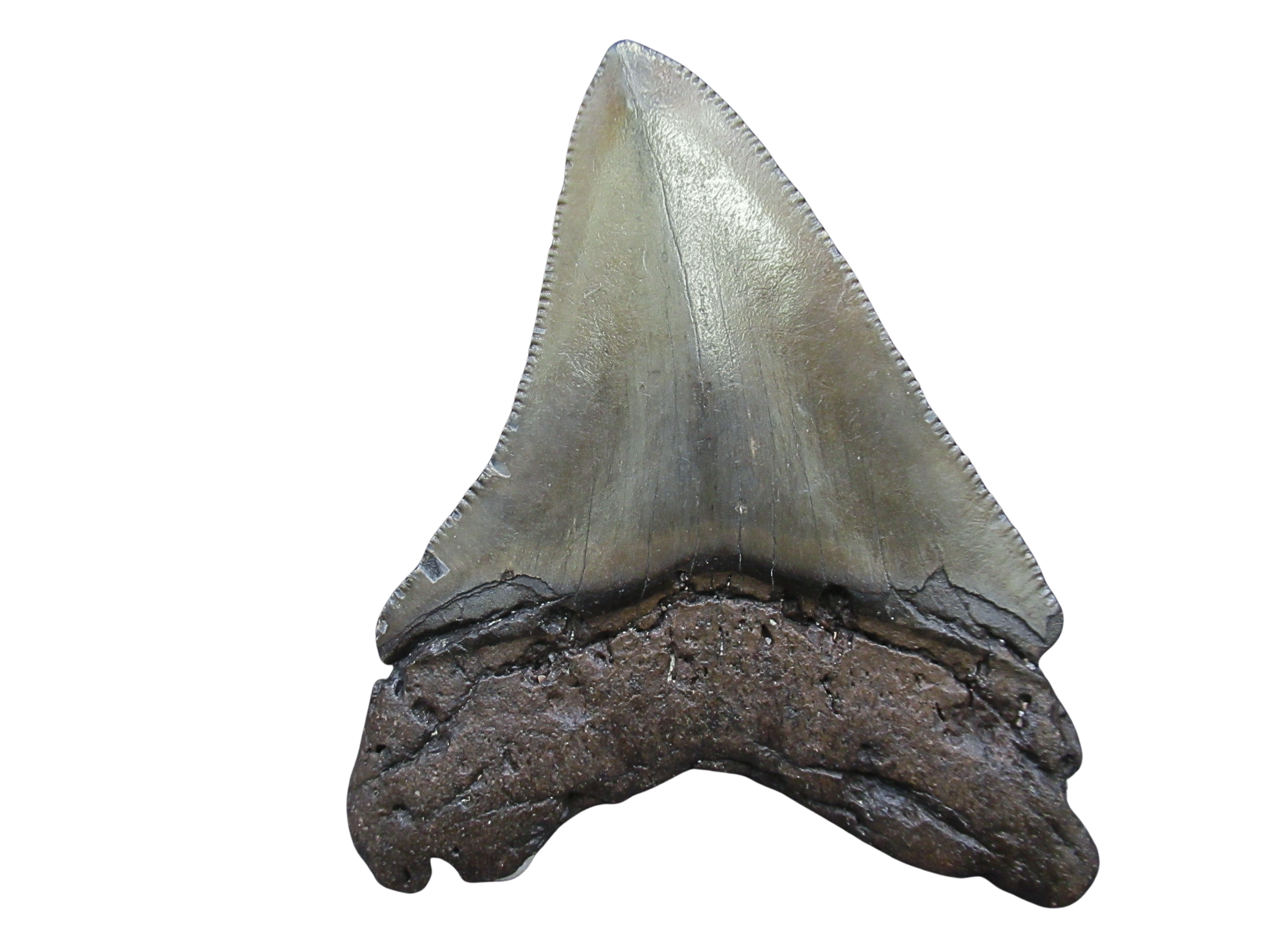 South Carolina Miocene Age Megalodon Shark Tooth 90a | Fossils for Sale