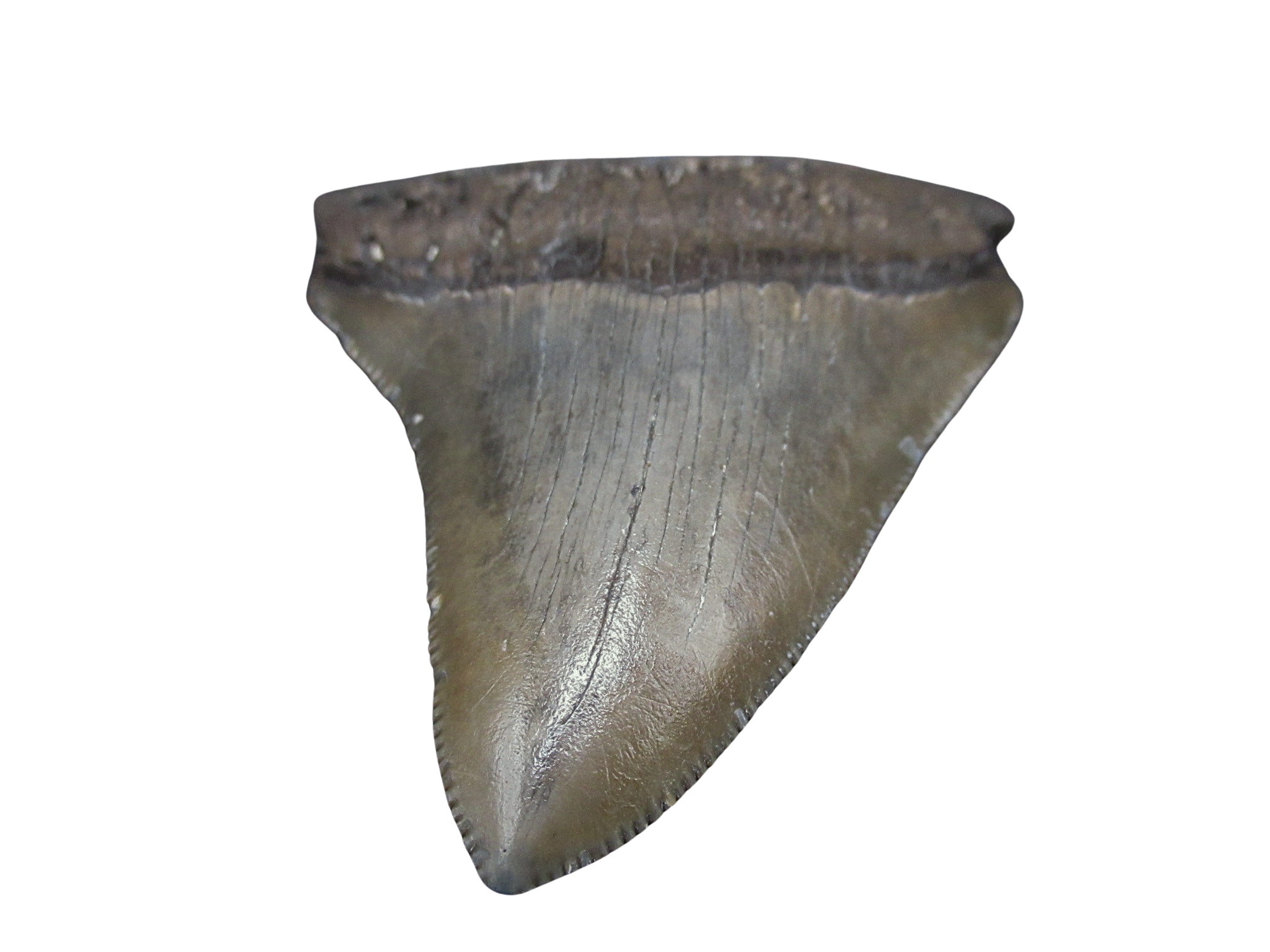 South Carolina Miocene Age Megalodon Shark Tooth 90b | Fossils for Sale
