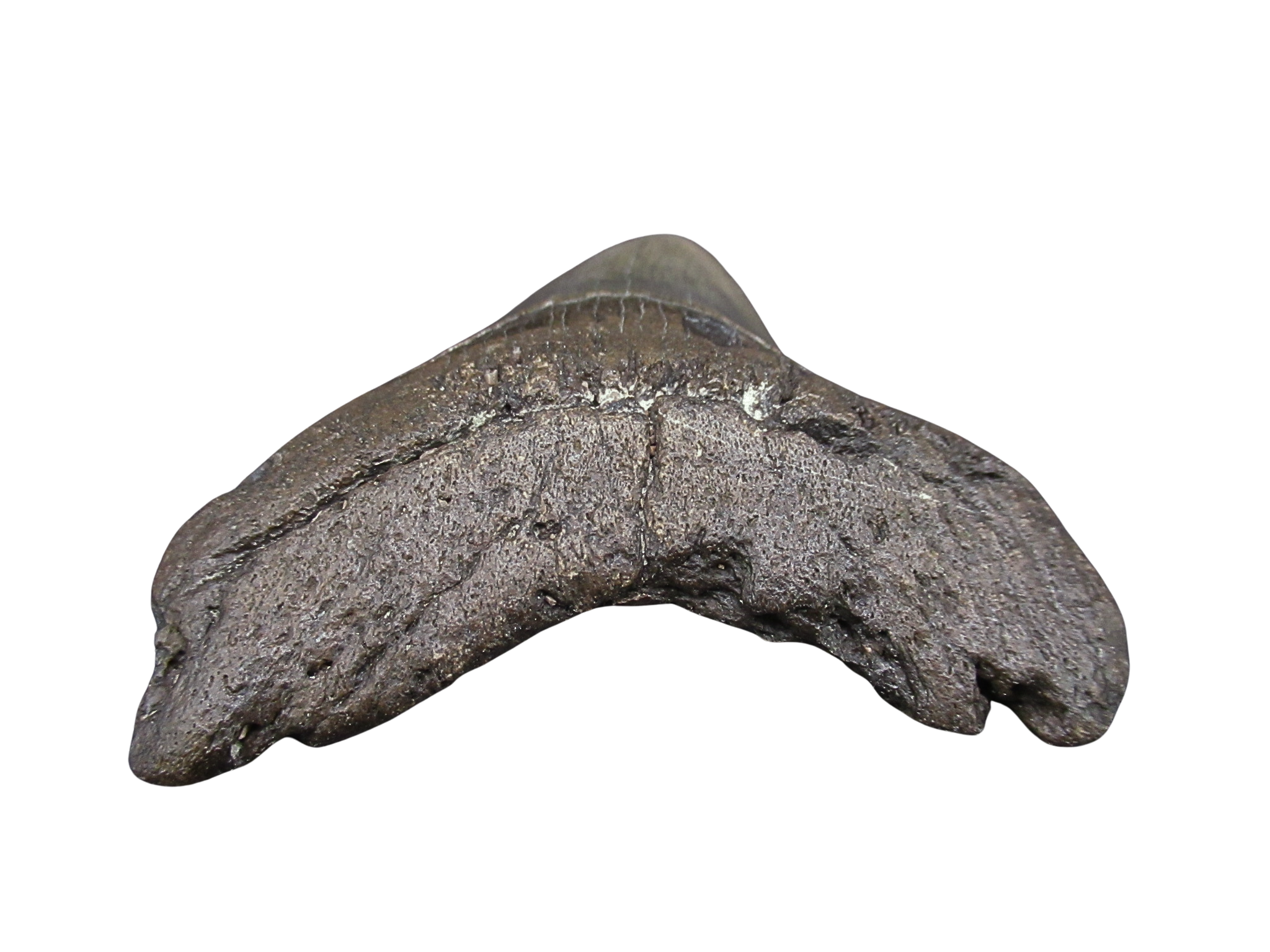 South Carolina Miocene Age Megalodon Shark Tooth 90c | Fossils for Sale
