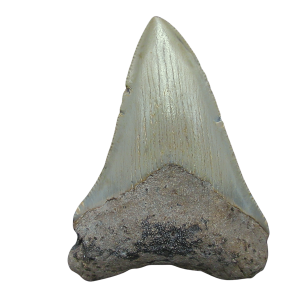 Megalodon Shark Tooth - S. Carolina 3.11" #91