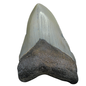 Megalodon Shark Tooth - S. Carolina 3.37" #92