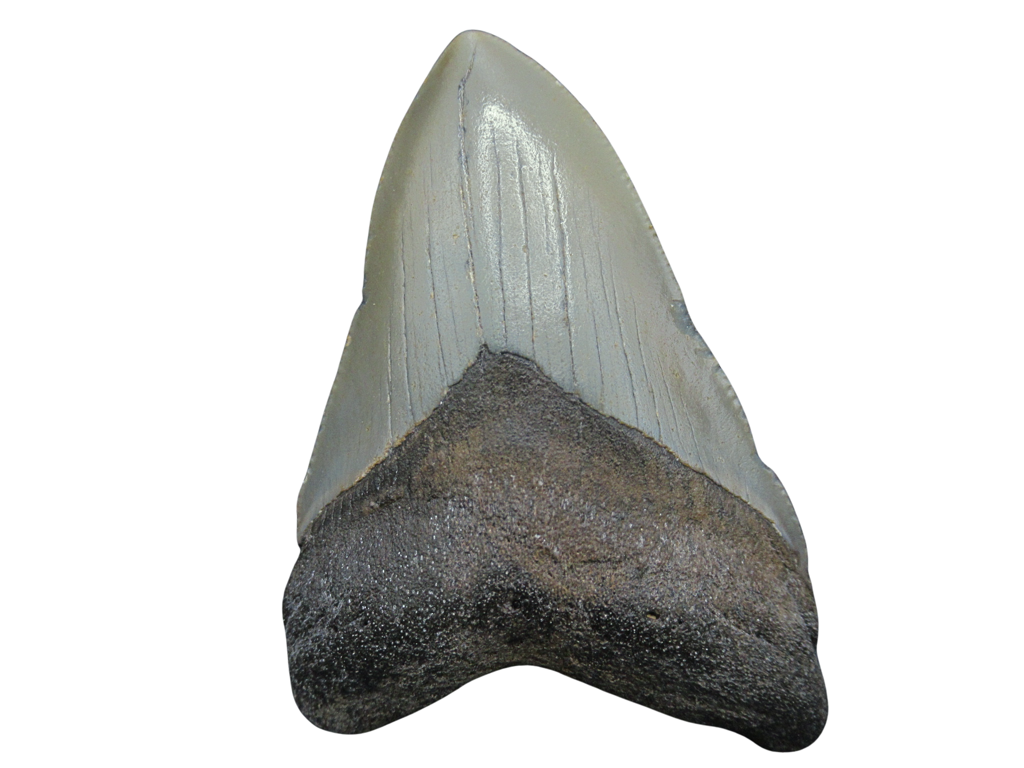 South Carolina Miocene Age Megalodon Shark Tooth 92 | Fossils for Sale