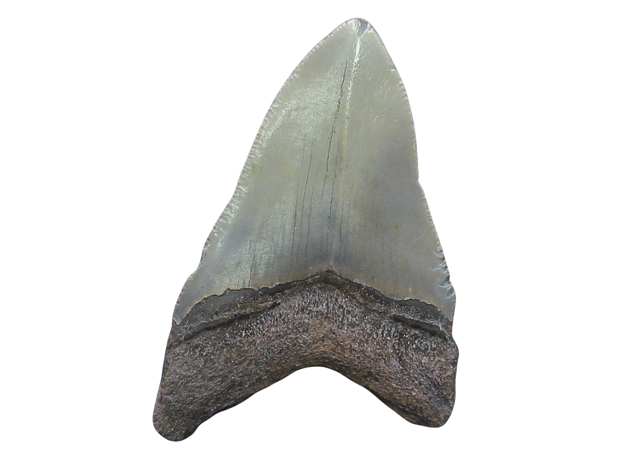 South Carolina Miocene Age Megalodon Shark Tooth 92a | Fossils for Sale