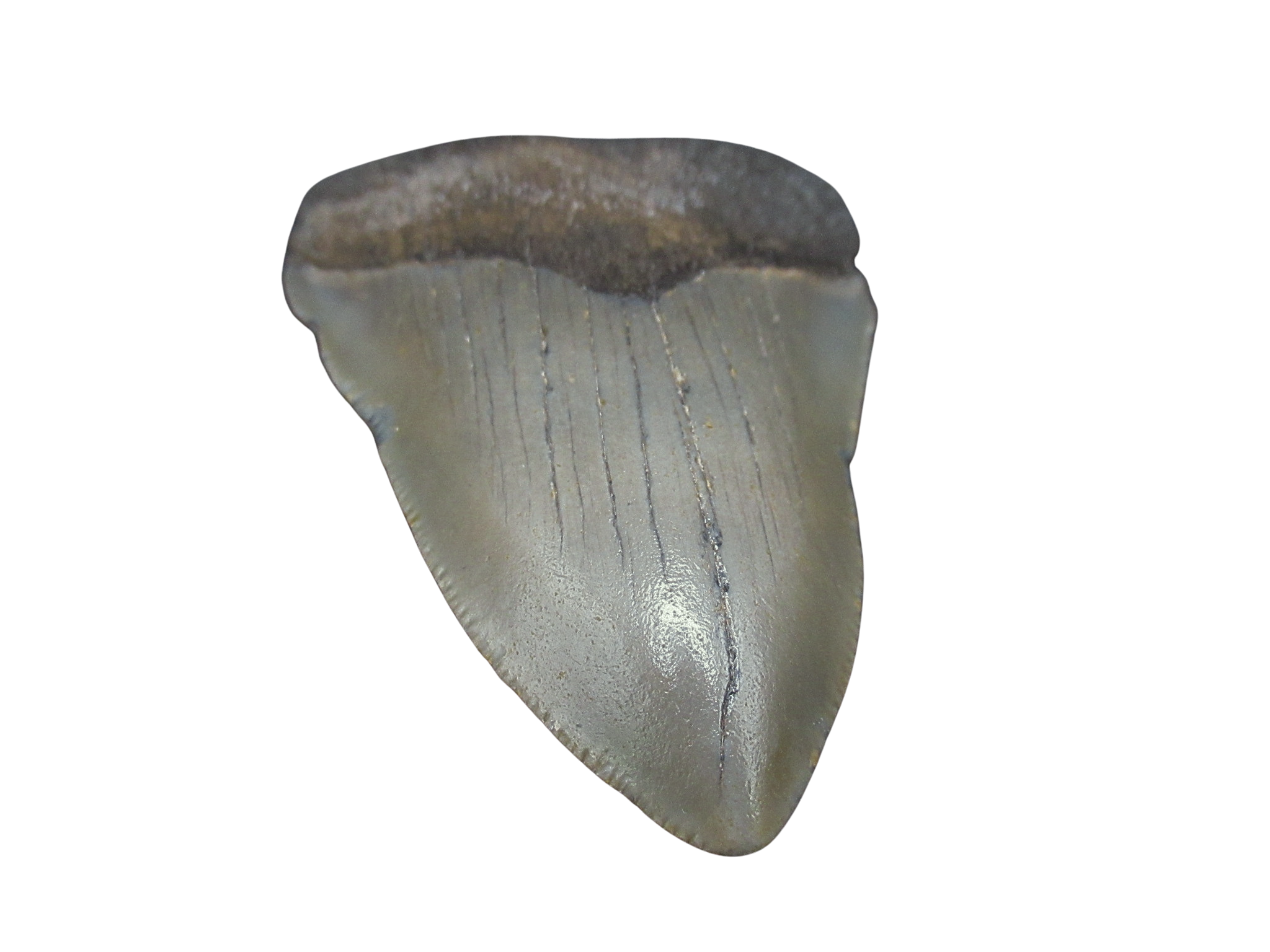 South Carolina Miocene Age Megalodon Shark Tooth 92b | Fossils for Sale