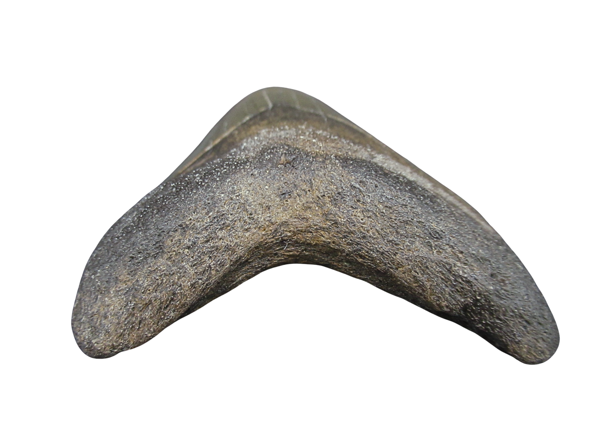South Carolina Miocene Age Megalodon Shark Tooth 92c | Fossils for Sale