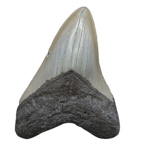 Megalodon Shark Tooth - S. Carolina 3.49" #93