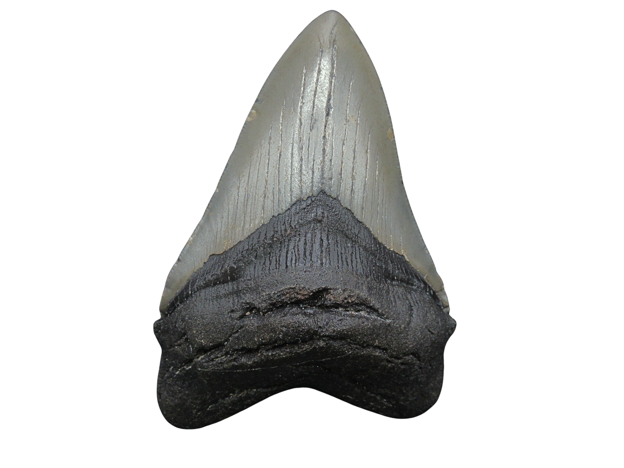 South Carolina Miocene Age Megalodon Shark Tooth 94 | Fossils for Sale