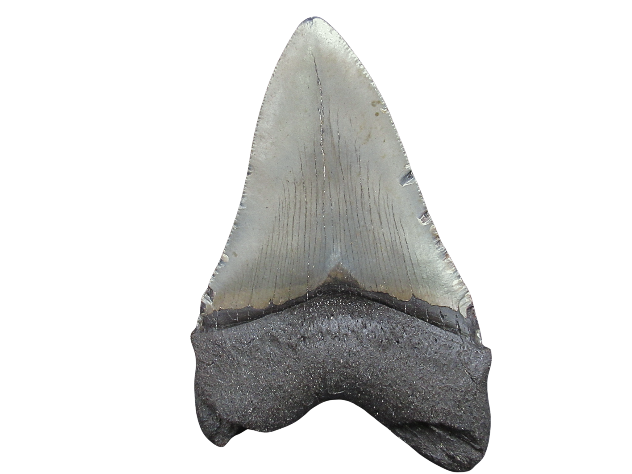 South Carolina Miocene Age Megalodon Shark Tooth 94a | Fossils for Sale