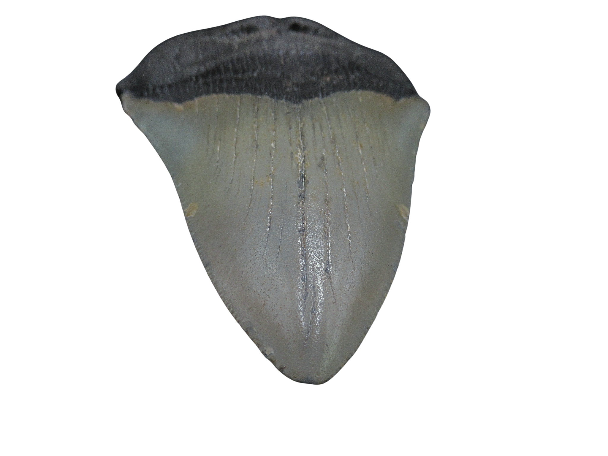 South Carolina Miocene Age Megalodon Shark Tooth 94b | Fossils for Sale