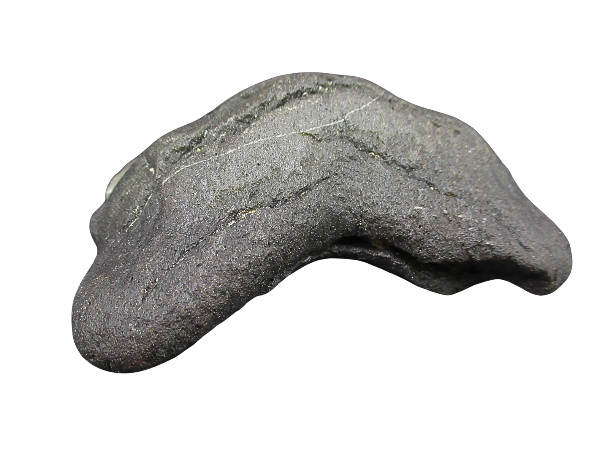 South Carolina Miocene Age Megalodon Shark Tooth 94c | Fossils for Sale