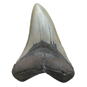 Megalodon Shark Tooth - S. Carolina 4.64" #95
