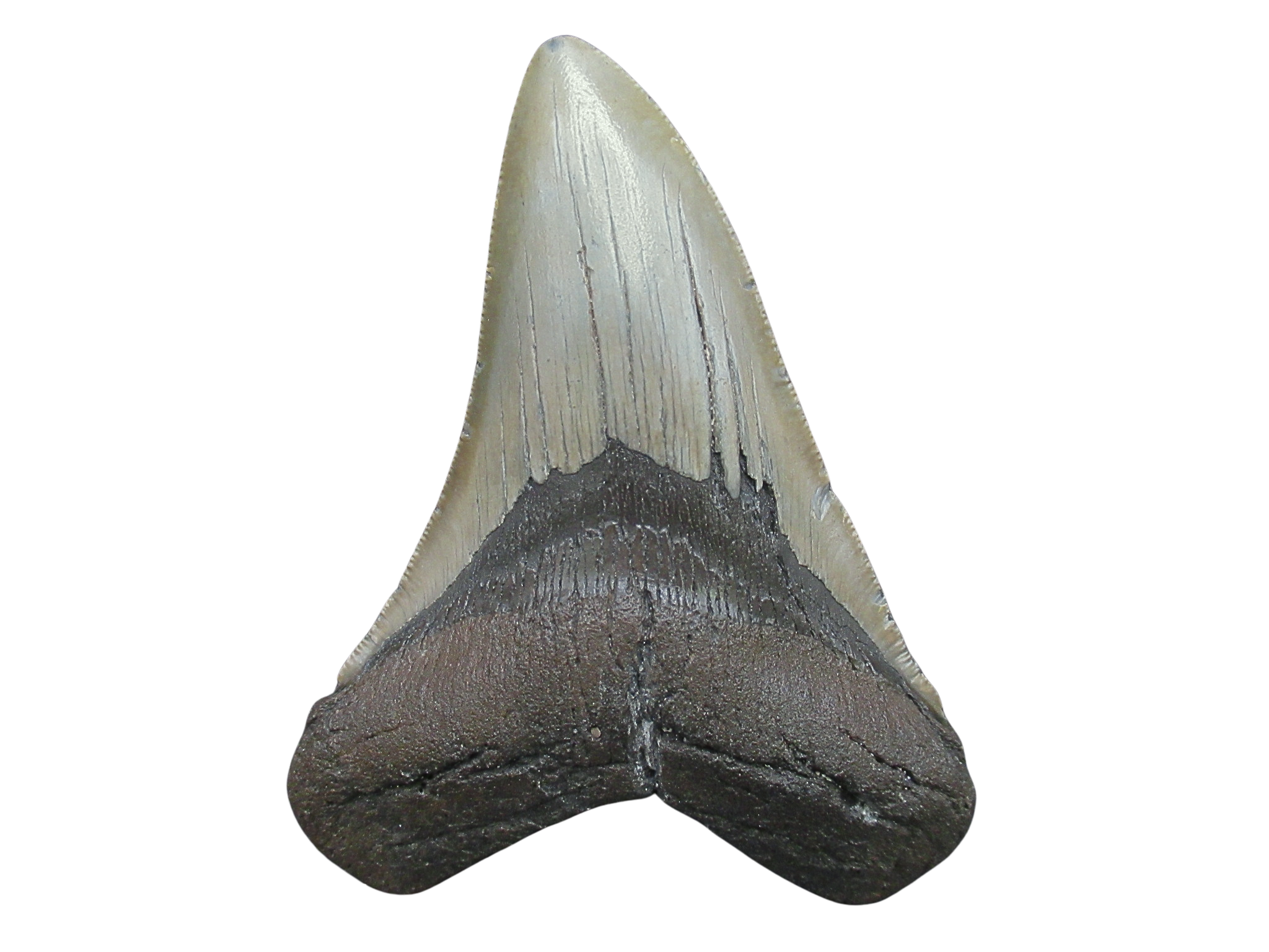 South Carolina Miocene Age Megalodon Shark Tooth 95 | Fossils for Sale