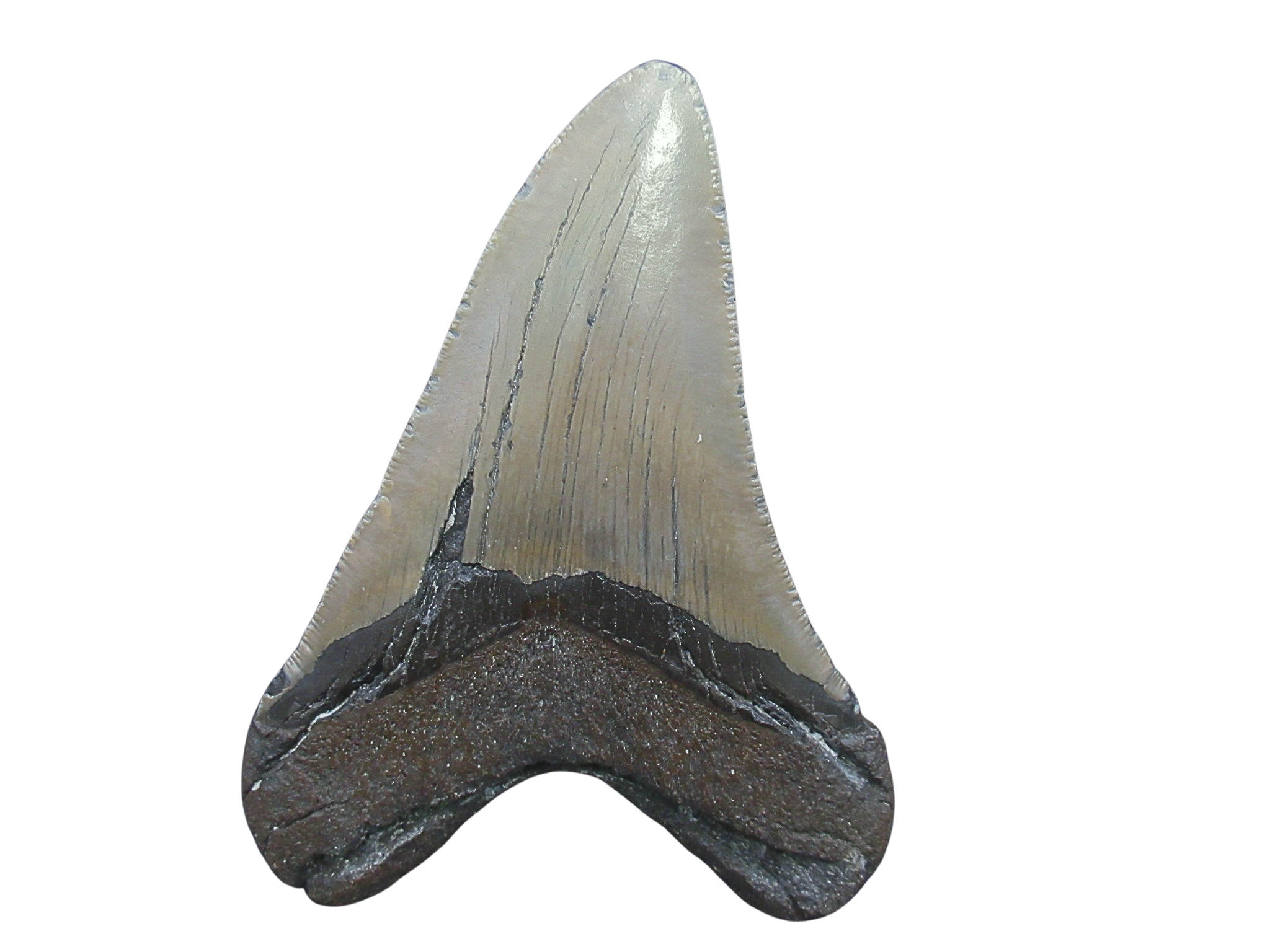 South Carolina Miocene Age Megalodon Shark Tooth 95a | Fossils for Sale