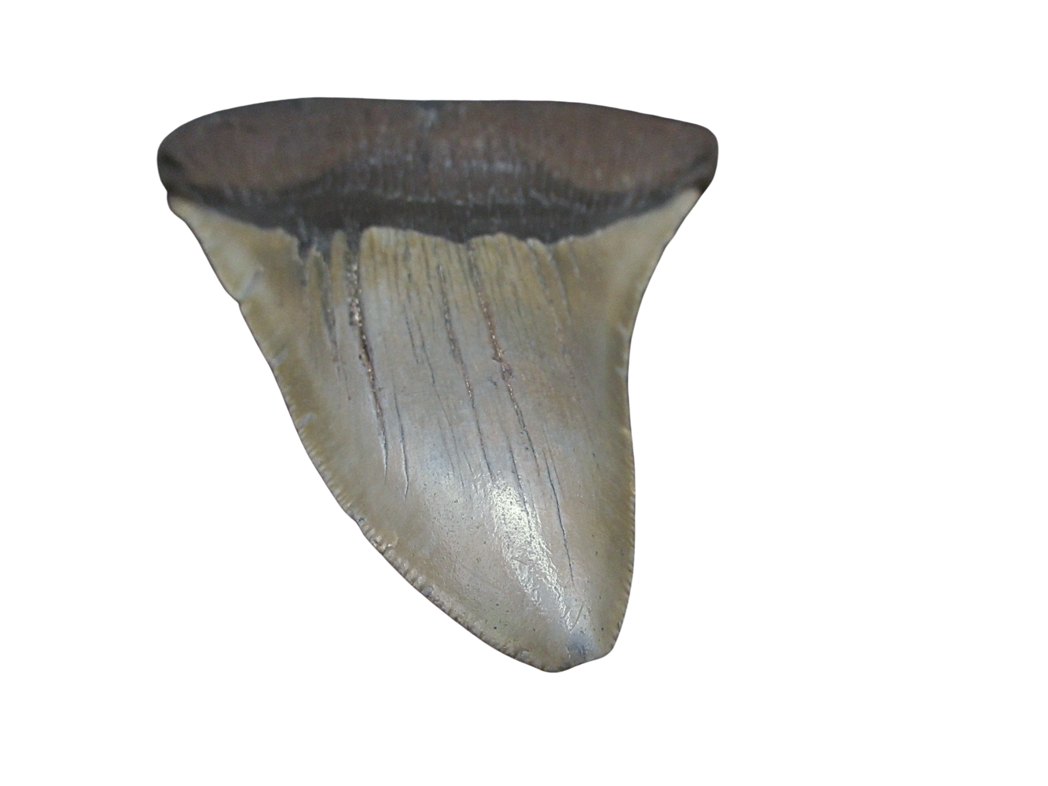 South Carolina Miocene Age Megalodon Shark Tooth 95b | Fossils for Sale