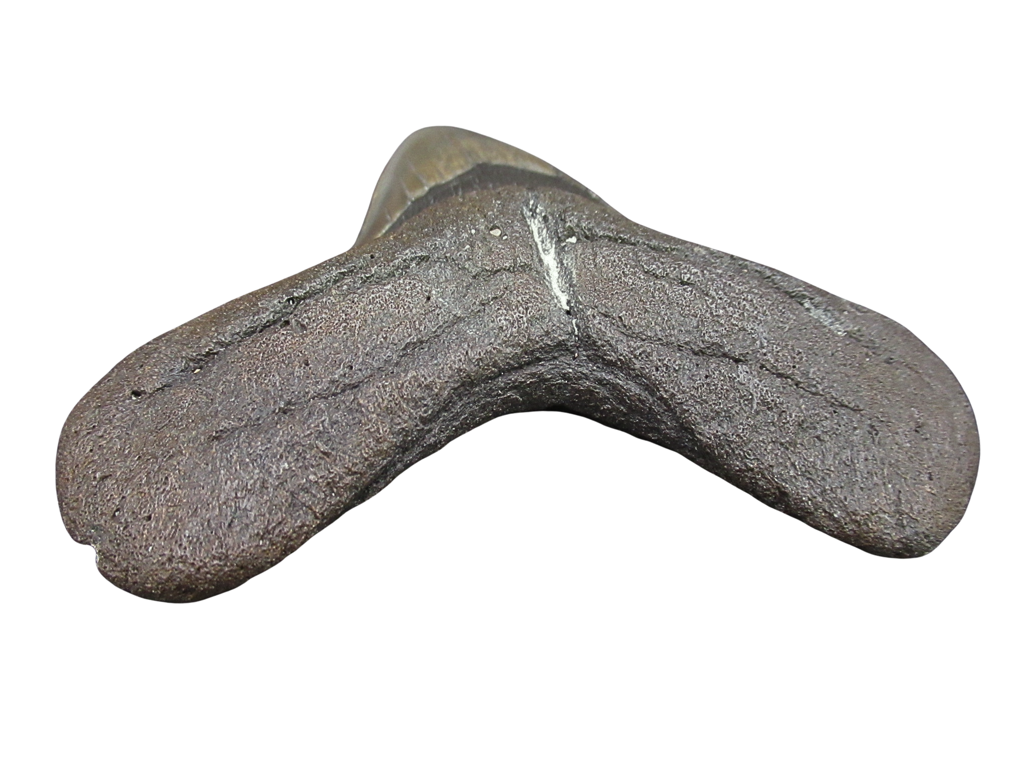 South Carolina Miocene Age Megalodon Shark Tooth 95c | Fossils for Sale