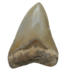 Megalodon Shark Tooth - S. Carolina 4.61" #96