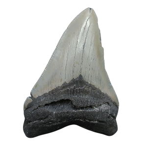 Megalodon Shark Tooth - S. Carolina 4.19" #97
