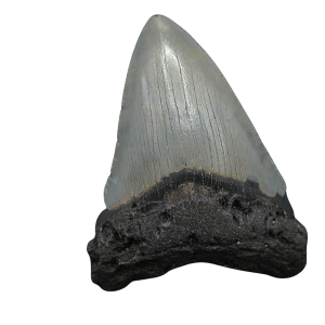 Megalodon Shark Tooth - S. Carolina 4.32" #98