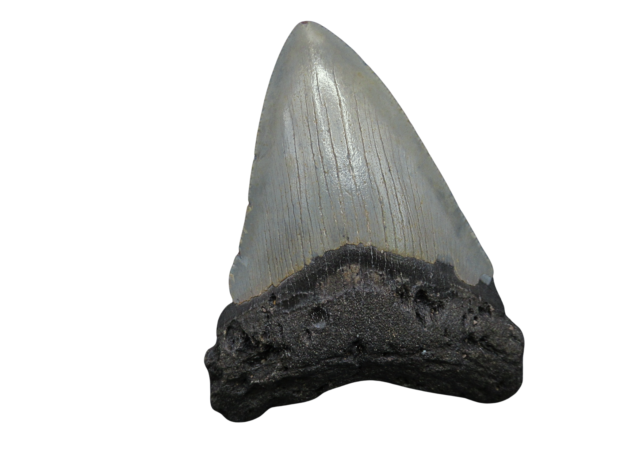 South Carolina Miocene Age Megalodon Shark Tooth 98 | Fossils for Sale
