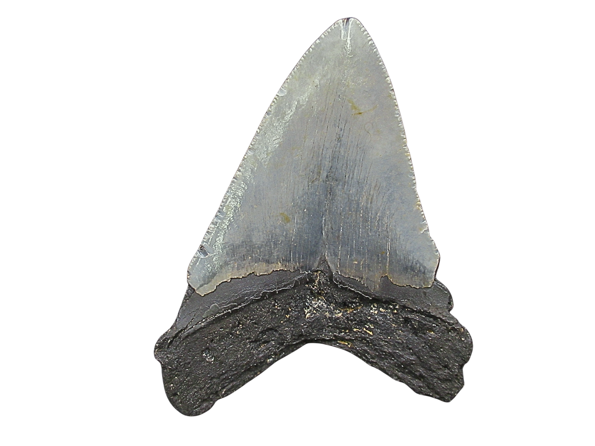 South Carolina Miocene Age Megalodon Shark Tooth 98a | Fossils for Sale