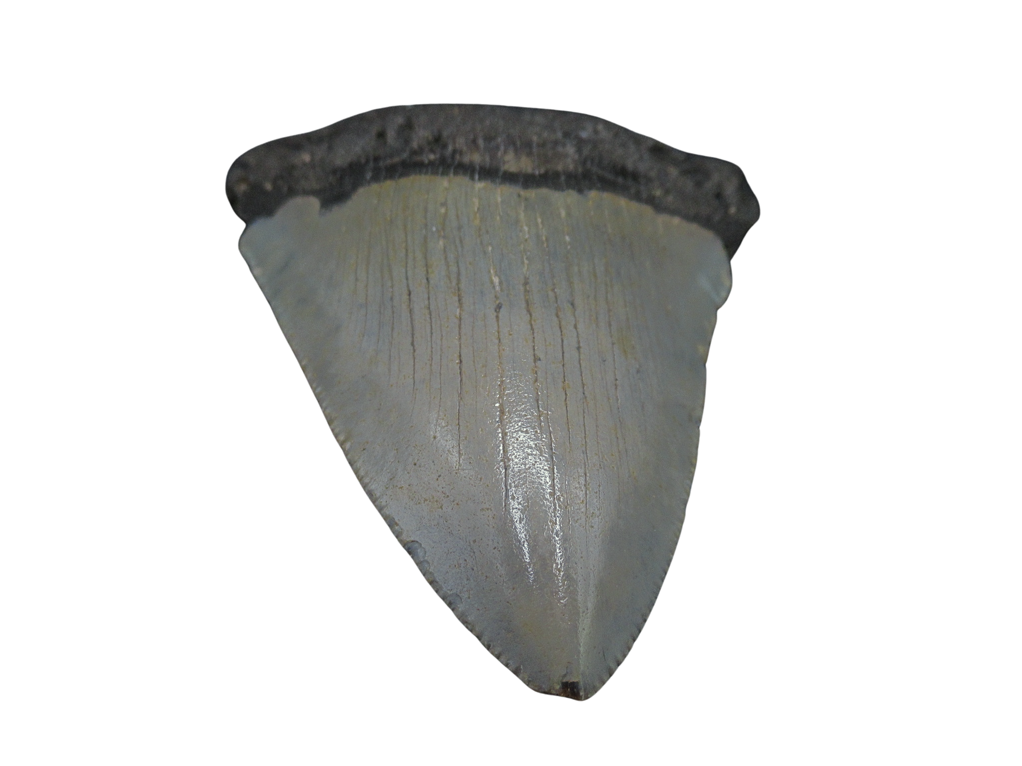 South Carolina Miocene Age Megalodon Shark Tooth 98b | Fossils for Sale