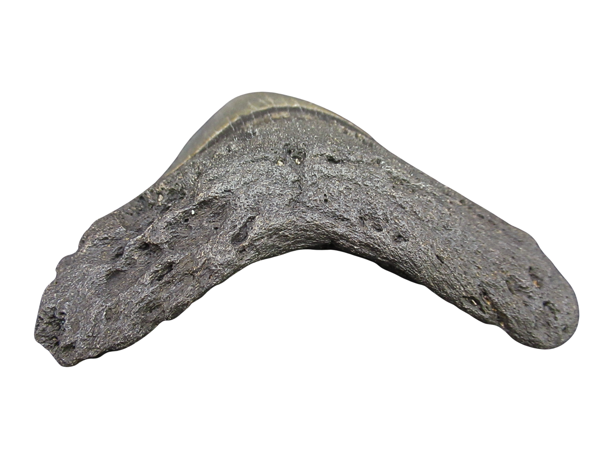 South Carolina Miocene Age Megalodon Shark Tooth 98c | Fossils for Sale