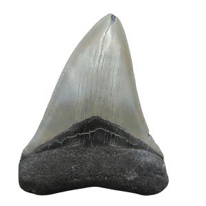 Megalodon Shark Tooth - S. Carolina 4.18" #99