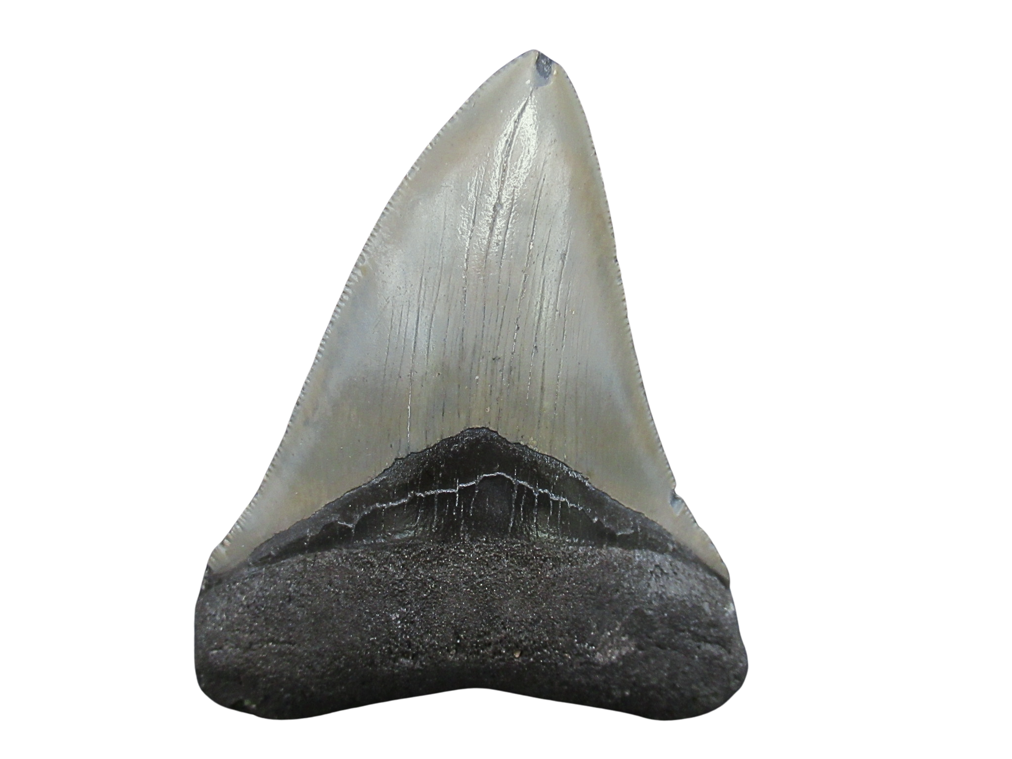 South Carolina Miocene Age Megalodon Shark Tooth 99 | Fossils for Sale