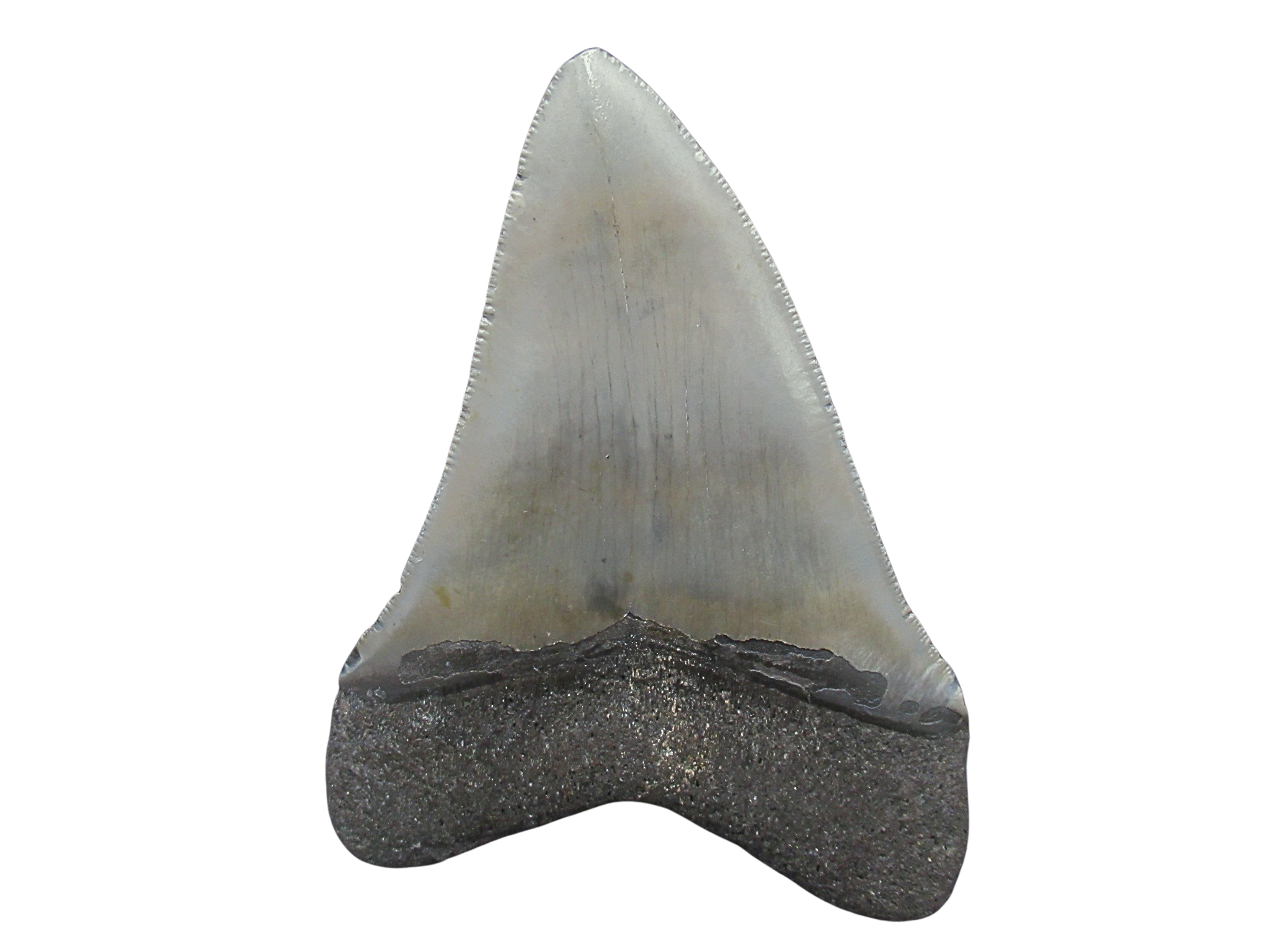 South Carolina Miocene Age Megalodon Shark Tooth 99a | Fossils for Sale