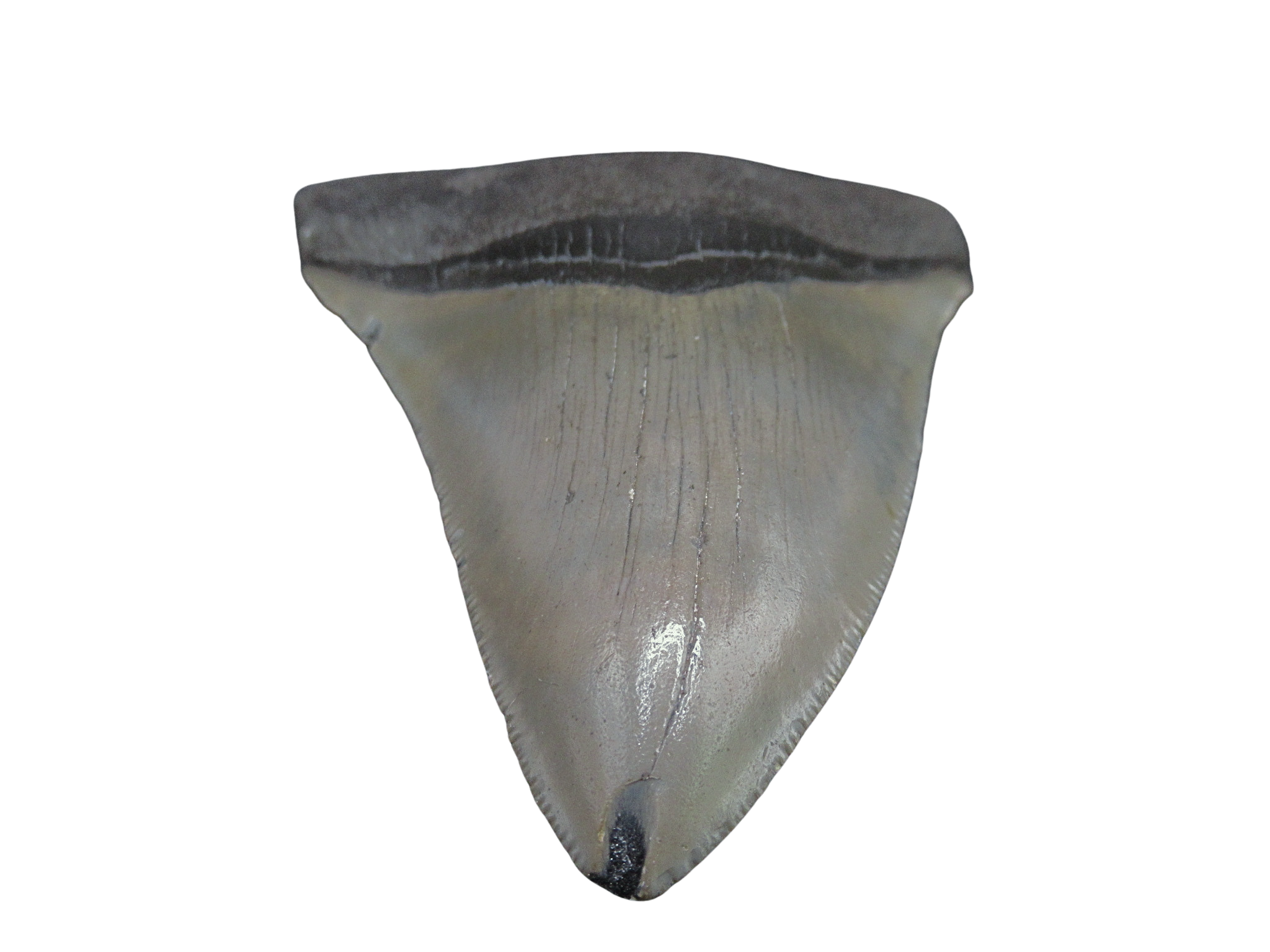 South Carolina Miocene Age Megalodon Shark Tooth 99b | Fossils for Sale