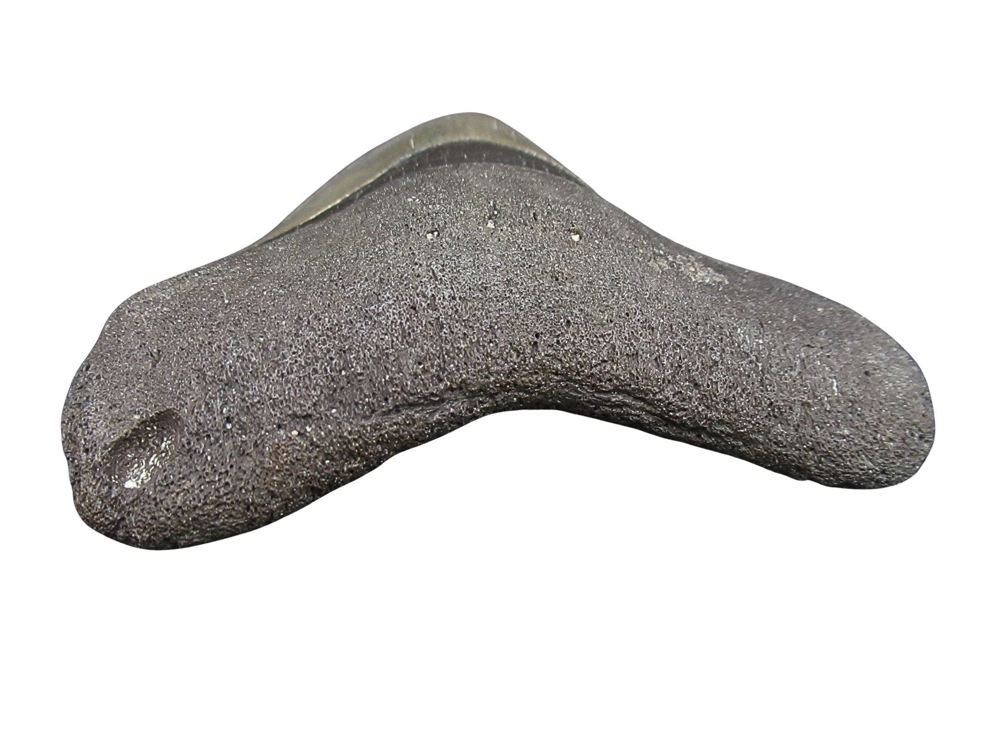 South Carolina Miocene Age Megalodon Shark Tooth 99c | Fossils for Sale