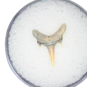 Odontaspis acutissima Extinct Sand Tiger Shark Tooth Fossil for Sale #1